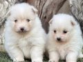 Pomerian Spitz yavrularımız