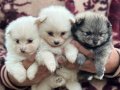 Pomerian Spitz Yavrularımız
