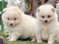 Pomerian Boo Yavrularımız