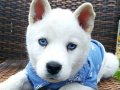 Maviş Husky Yavrularımız (Sibirya kurdu)