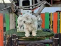 Terrier yavrularımız