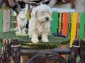 Terrier yavrularımız
