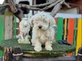 Terrier yavrularımız