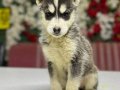 Husky Yavrumuz