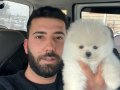 Pomeranian Boo Bebekler