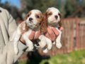 Cavalier King Charles bebekler