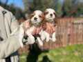 Cavalier King Charles bebekler