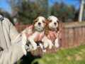 Cavalier King Charles bebekler