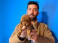 Sosyal Ortamın Yıldızı: Mikro Karamel Toy Poodle