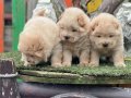 Chow chow Yavrularımız Irkının en Özel Yavruları