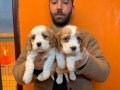 Cavalier King Charles Yavruları