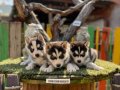 Husky (sibirya kurdu) Yavrularımız
