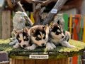 Husky (sibirya kurdu) Yavrularımız
