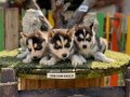 Husky (sibirya kurdu) Yavrularımız