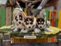 Husky (sibirya kurdu) Yavrularımız