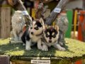 Husky (sibirya kurdu) Yavrularımız