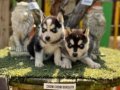 Husky (sibirya kurdu) Yavrularımız