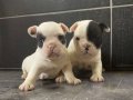 Fransız Bulldog bebekler