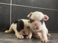 Fransız Bulldog bebekler
