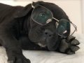 Canecorso Yavrularımız(italyan mastifi)