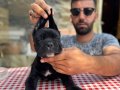 Canecorso Yavrularımız(italyan mastifi)