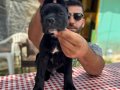 Canecorso Yavrularımız(italyan mastifi)