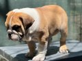 İngiliz bulldog Yavrumuz