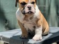 İngiliz bulldog Yavrumuz