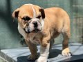 İngiliz bulldog Yavrumuz