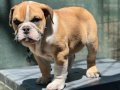 İngiliz bulldog Yavrumuz