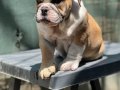 İngiliz bulldog Yavrumuz