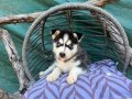 Maskeli husky Yavrularımız