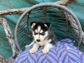 Maskeli husky Yavrularımız