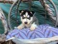 Maskeli husky Yavrularımız