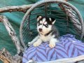Maskeli husky Yavrularımız