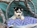 Maskeli husky Yavrularımız