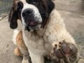 Saint bernand Dev yavrular