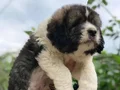 Saint bernand Dev yavrular