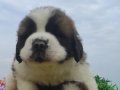 Saint bernand Dev yavrular