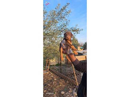 KİNG KIZIL DOBERMAN YAVRULARIMIZ