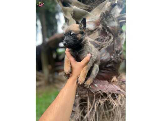 ŞHOW KALİTE BElÇİKA KURDU YAVRULARIMIZ HAZIR