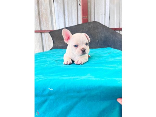 FRENCH BULLDOG YAVRULARIMIZ