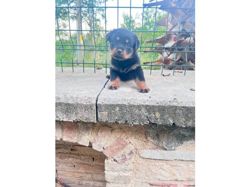 KOCA KAFA ROD YAVRULARIMIZ