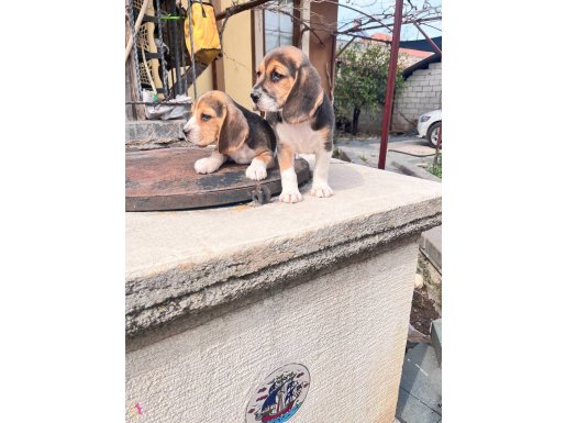 BEAGLE YAVRULARIMIZ