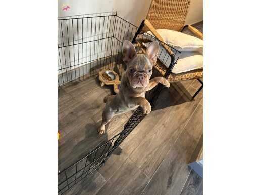 Renk Renk French Bulldog Yavrularımız Hazır