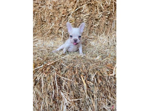FRENCH BULLDOG YAVRULARIMIZ 