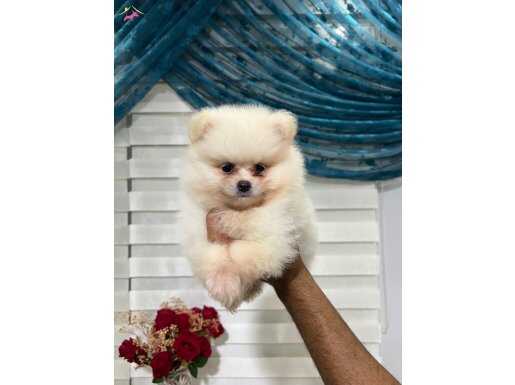 AYI SURAT POMERİAN YAVRULARIMIZ