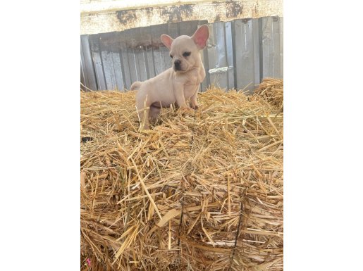FRENCH BULLDOG YAVRULARIMIZ 