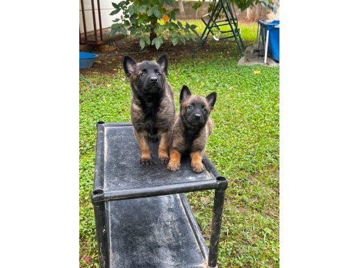 YAVRU PİRANALARIMIZ HAZIR