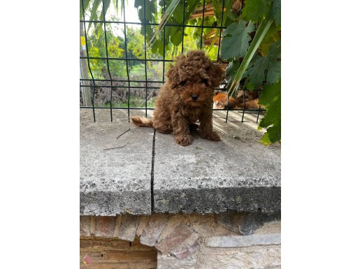 POODLE YAVRULARIMIZ HAZIR 